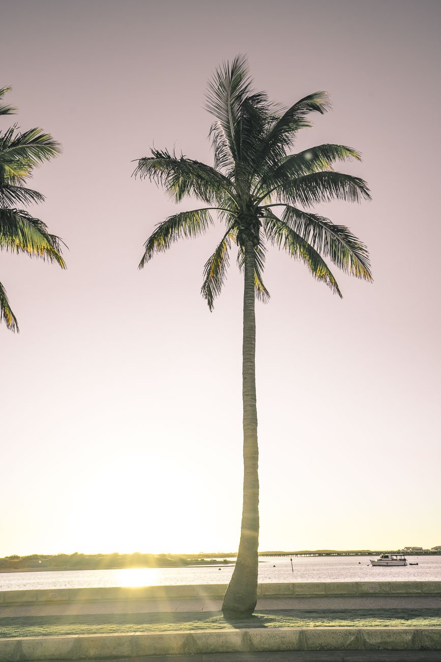 Carnarvon - Palmtrees13- BLOGPOST Carnarvon - Palmtrees13- BLOGPOST