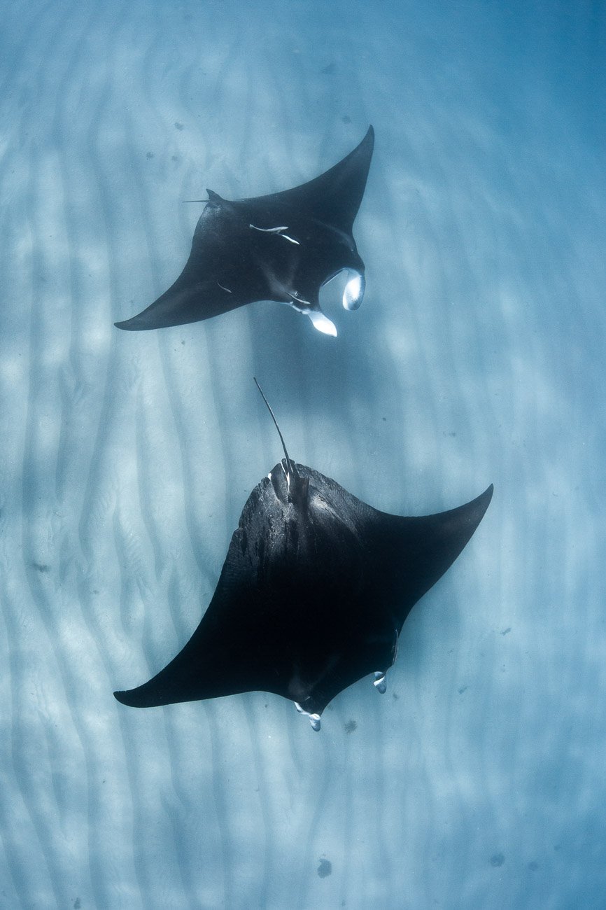 Coral Bay Manta Tour - BLOGPOST Coral Bay Manta Tour - BLOGPOST