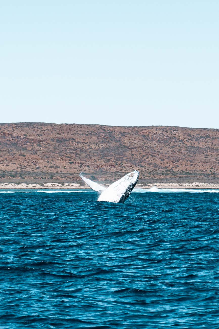 Exmouth - Humpback Whale Tour Ningaloo Discovery104- BLOGPOST Exmouth - Humpback Whale Tour Ningaloo Discovery104- BLOGPOST