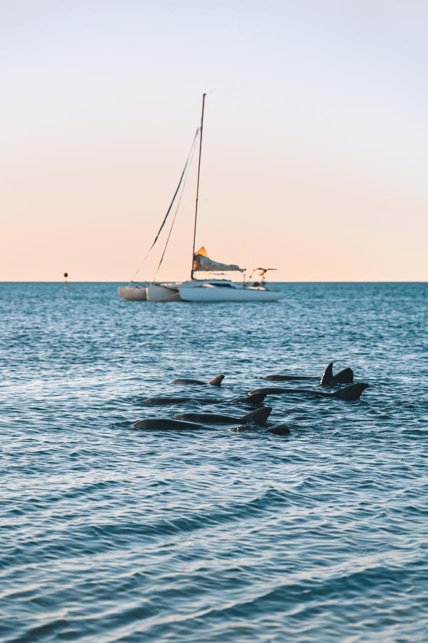 Monkey Mia - Sunset dolphins22- BLOGPOST Monkey Mia in West Australië