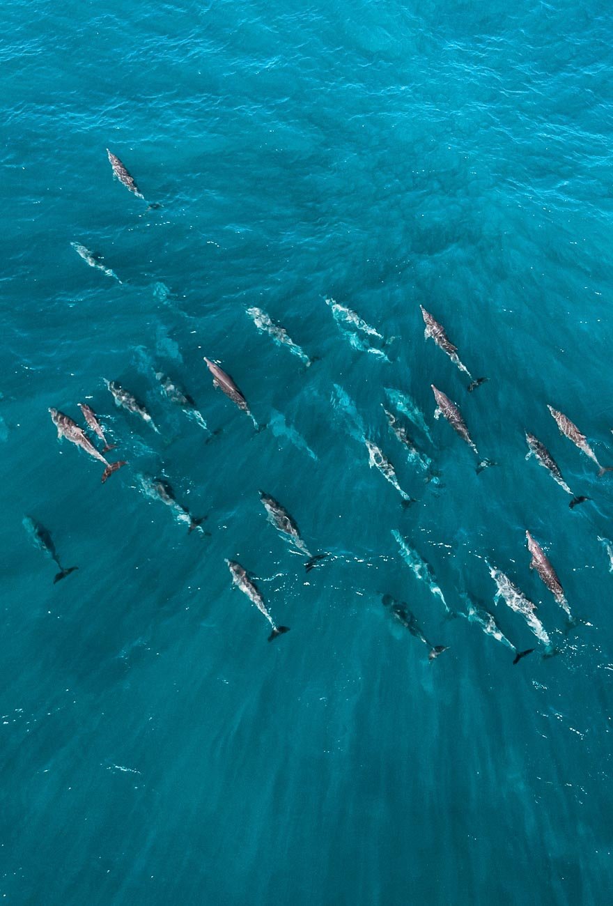 Quobba Station - Dolphines- BLOGPOST