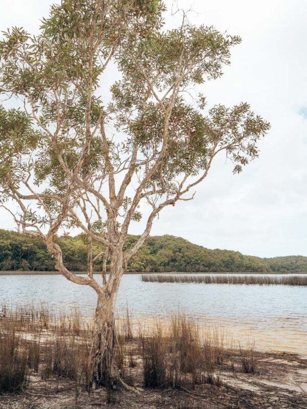Fraser Island - Lake Garawongera14-WEB51 Lake Garawongera