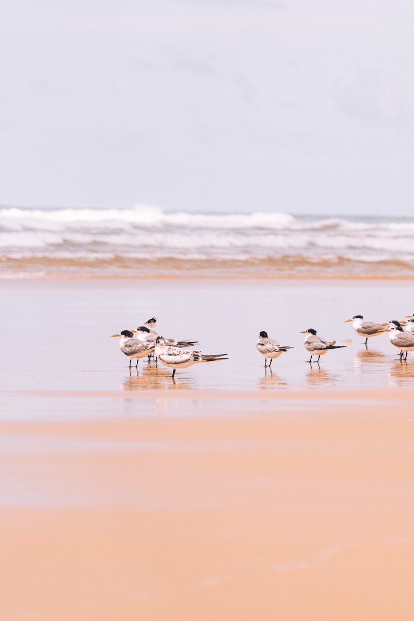 FraserIsland-Birdsonthebeach2-WEB9 4WD on Fraser Island: The perfect adventure in 3 days - birds on the beach