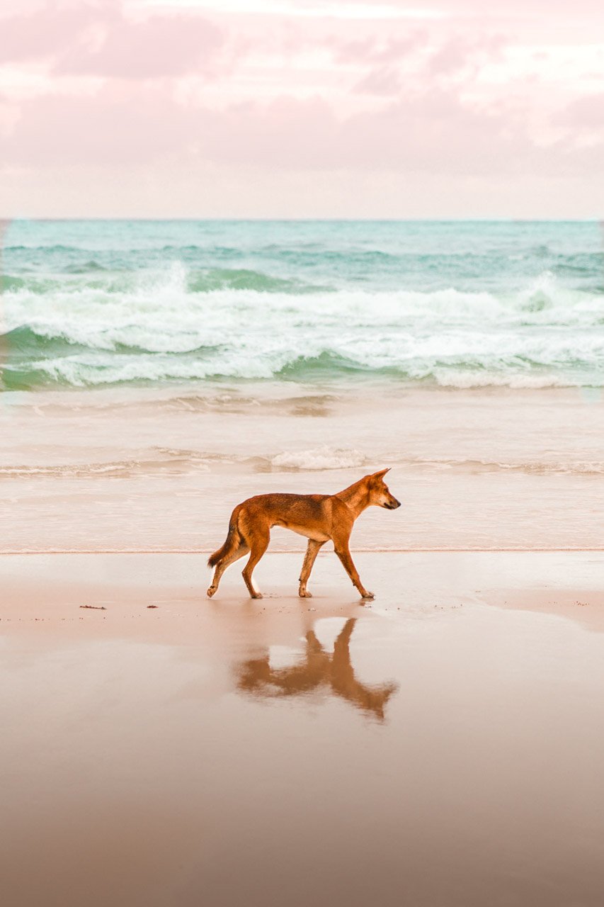 FraserIsland-DingoontheBeachzone637-WEB65 Dongo on the beach of Fraser Island