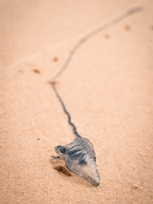 FraserIsland-PortuguesewarshipJellyfish13-WEB73 War-o-man jellyfish - Fraser Island