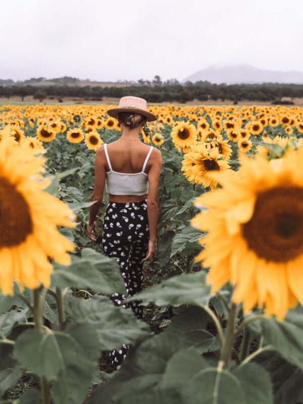 5 days in Melbourne Itinerary - Ballarat - Sunflower field10-WEB16