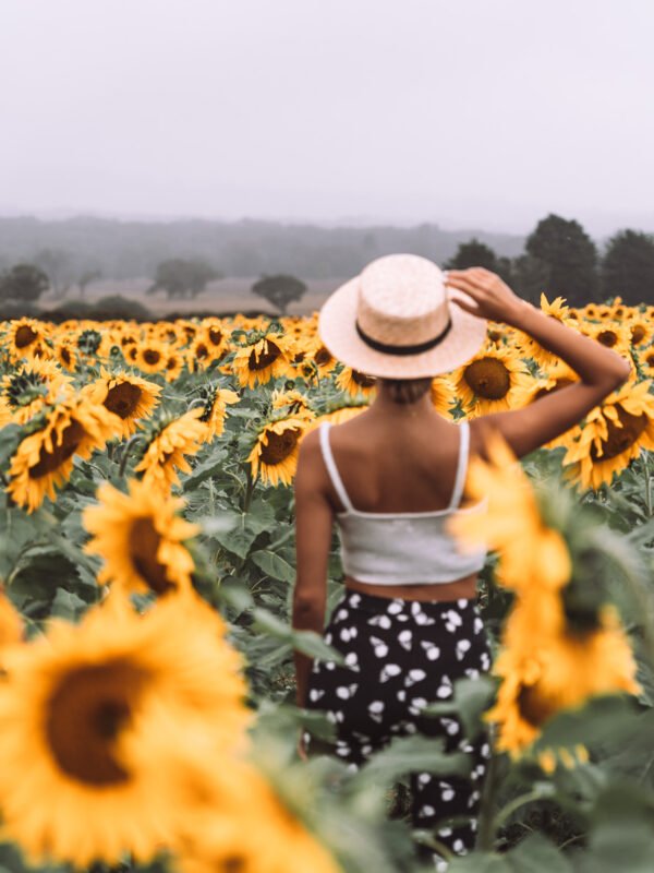 Ballarat - Sunflower field43-WEB23