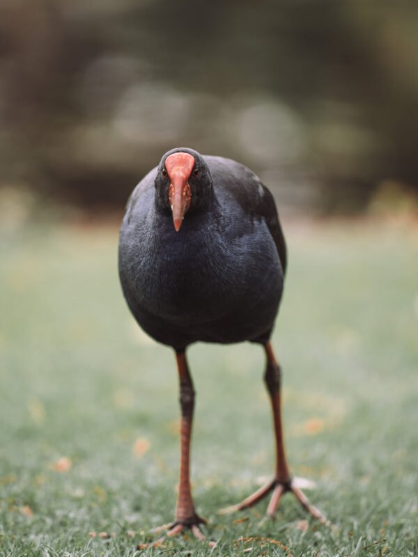 Melbourne - Royal Botanic Garden45- BLOGPOST