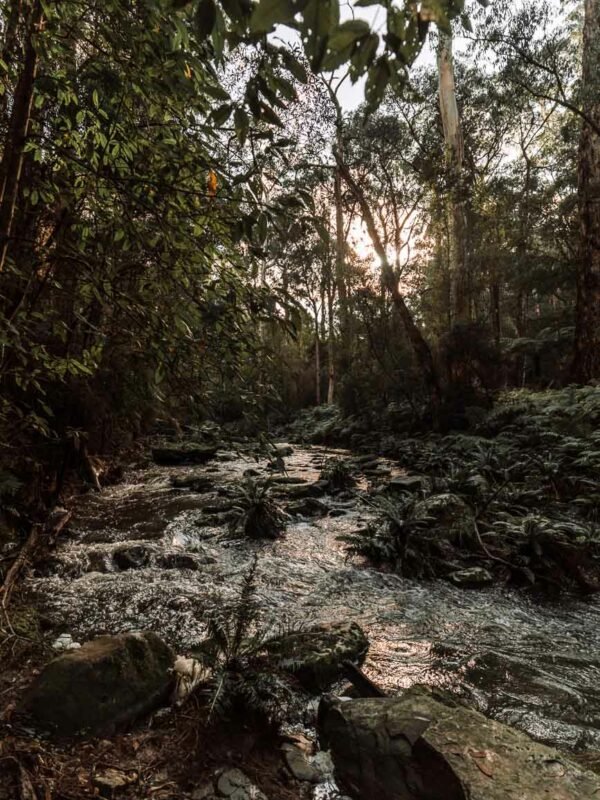 Great Otway NP - Phantom Falls145- BLOGPOST