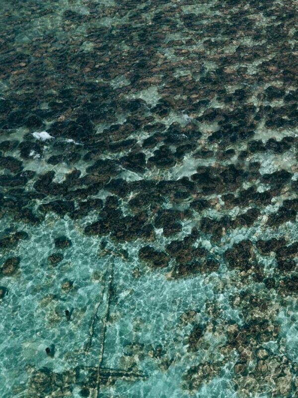 Shark Bay - Stromalites - Hamelin Pool8- BLOGPOST Shark Bay - Stromalites - Hamelin Pool8- BLOGPOST