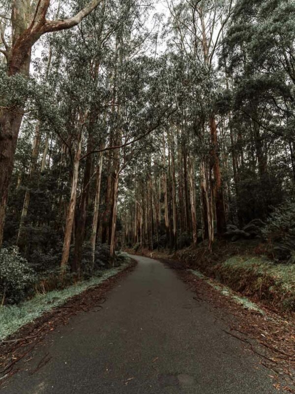 Sunnyside Rd - Great Otway NP - Sabine Falls1- BLOGPOST