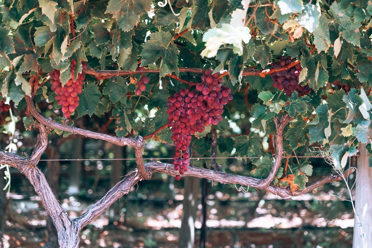 Red Grapes15- BLOGPOST