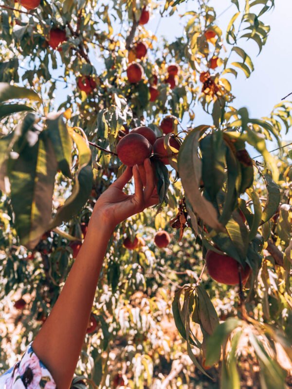 Perth Hills - S&R Orchard26- BLOGPOST