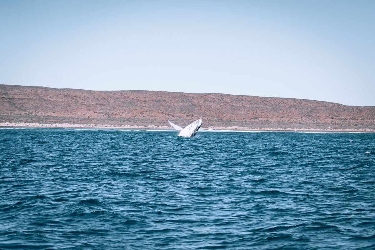 Exmouth - Humpback Whale Tour Ningaloo Discovery104- BLOGPOST Exmouth - Humpback Whale Tour Ningaloo Discovery104- BLOGPOST