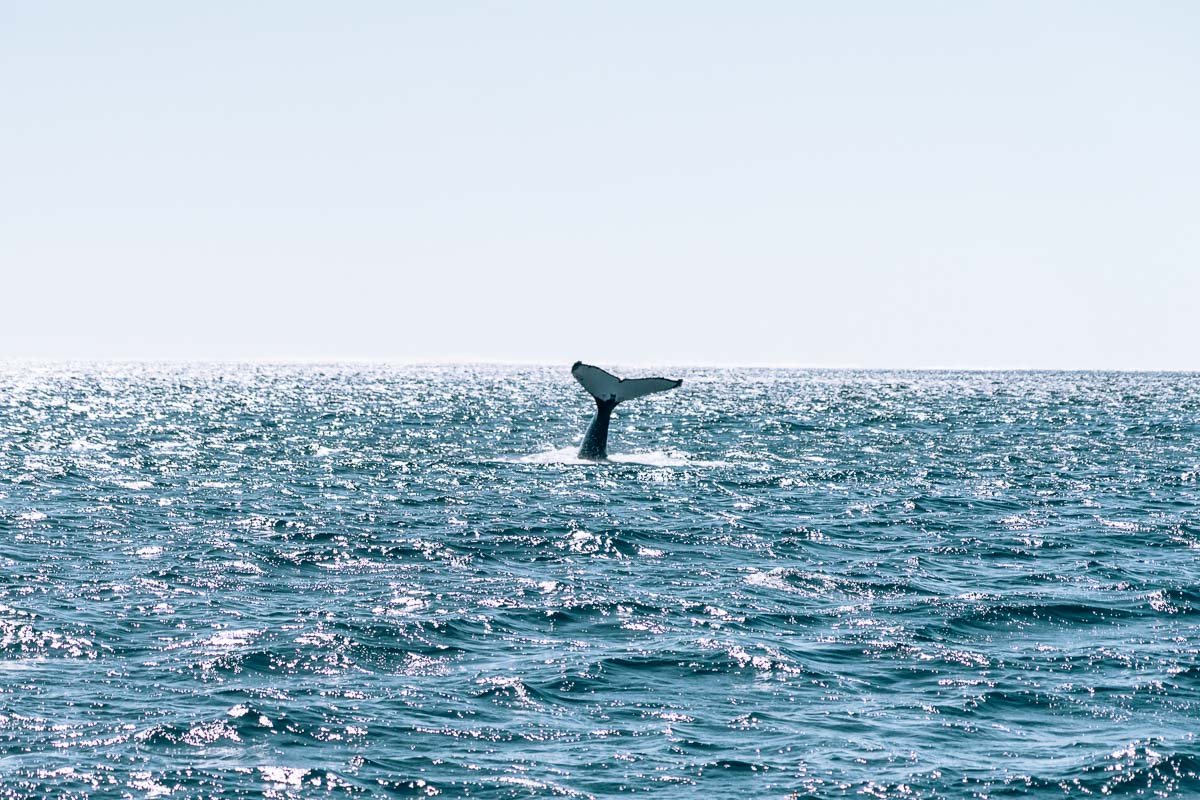 Exmouth - Humpback Whale Tour Ningaloo Discovery22- BLOGPOST Exmouth - Humpback Whale Tour Ningaloo Discovery22- BLOGPOST