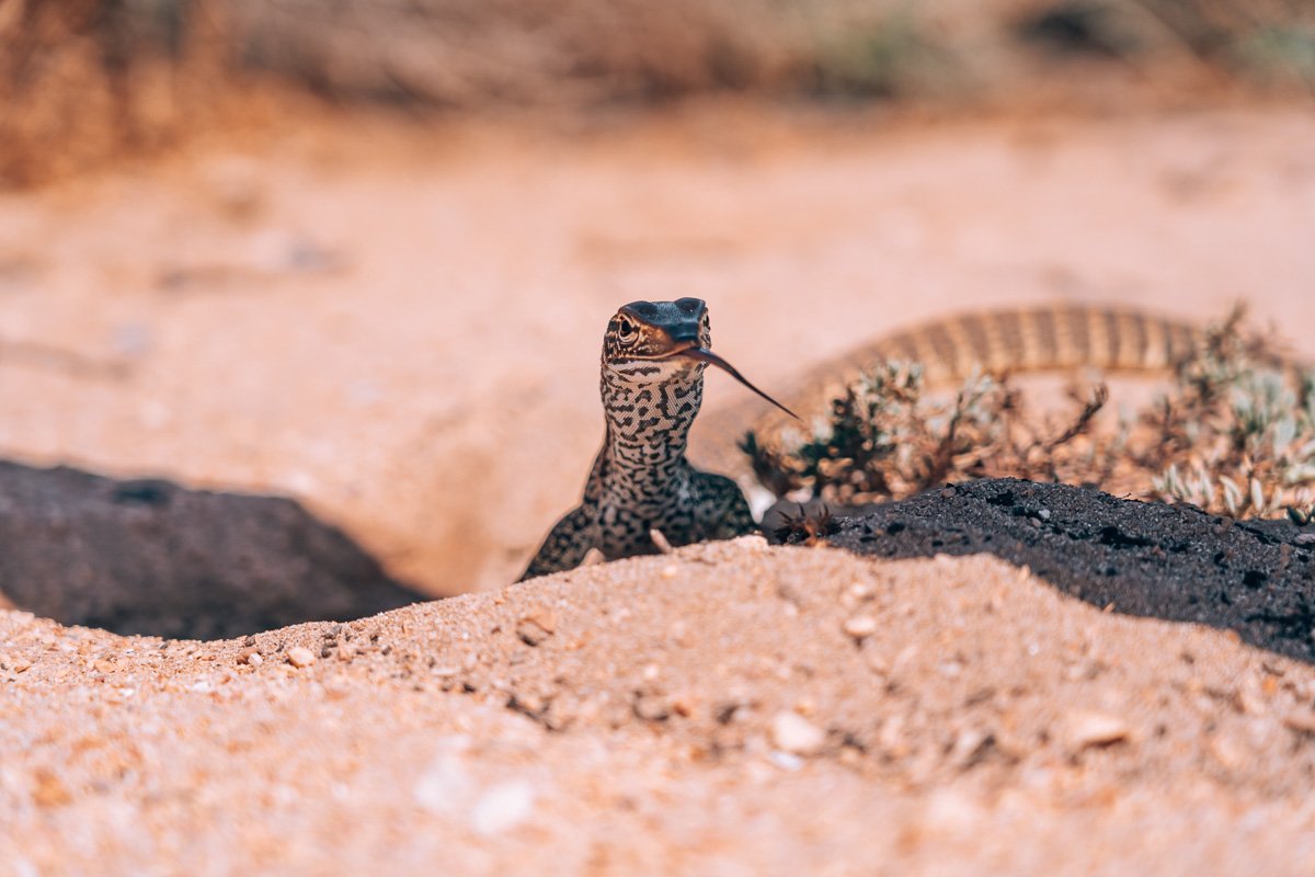 Exmouth - Lizard at Kurrajong Campground22- BLOGPOST Exmouth - Lizard at Kurrajong Campground22- BLOGPOST