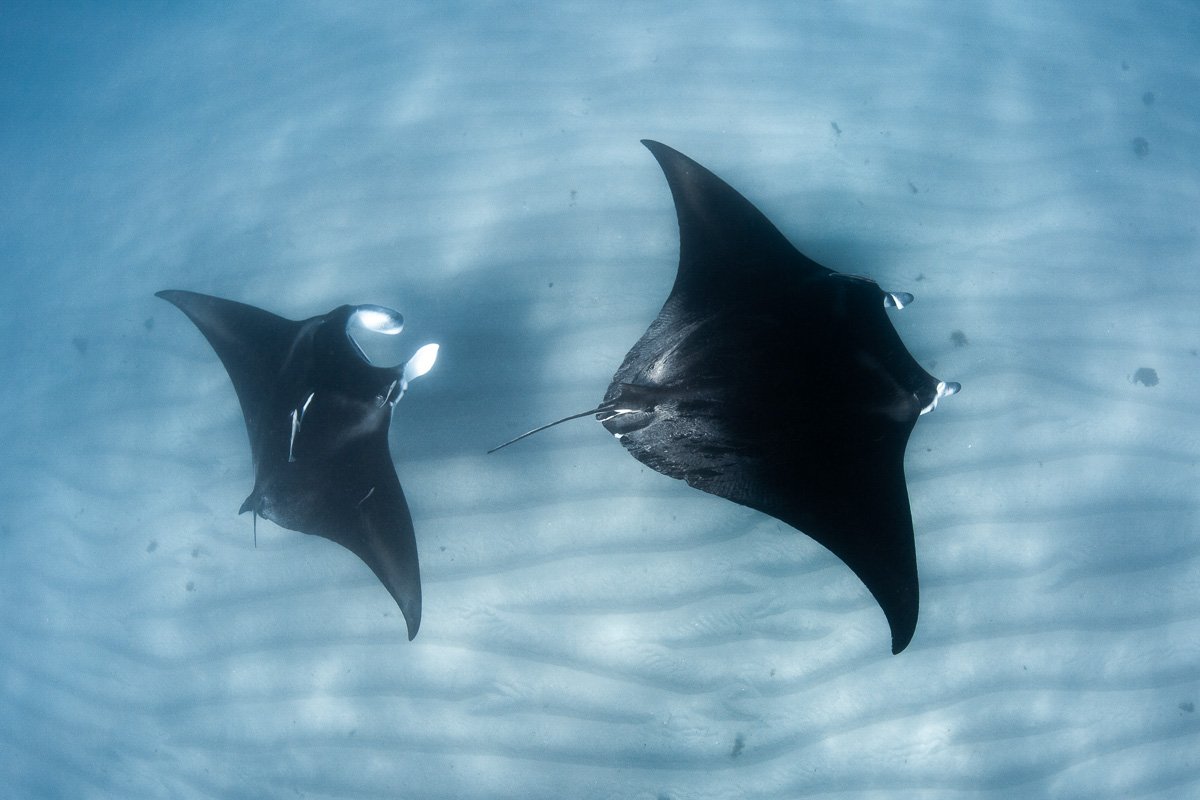 Exmouth - Manta Rays - BLOGPOST9 Exmouth - Manta Rays - BLOGPOST9