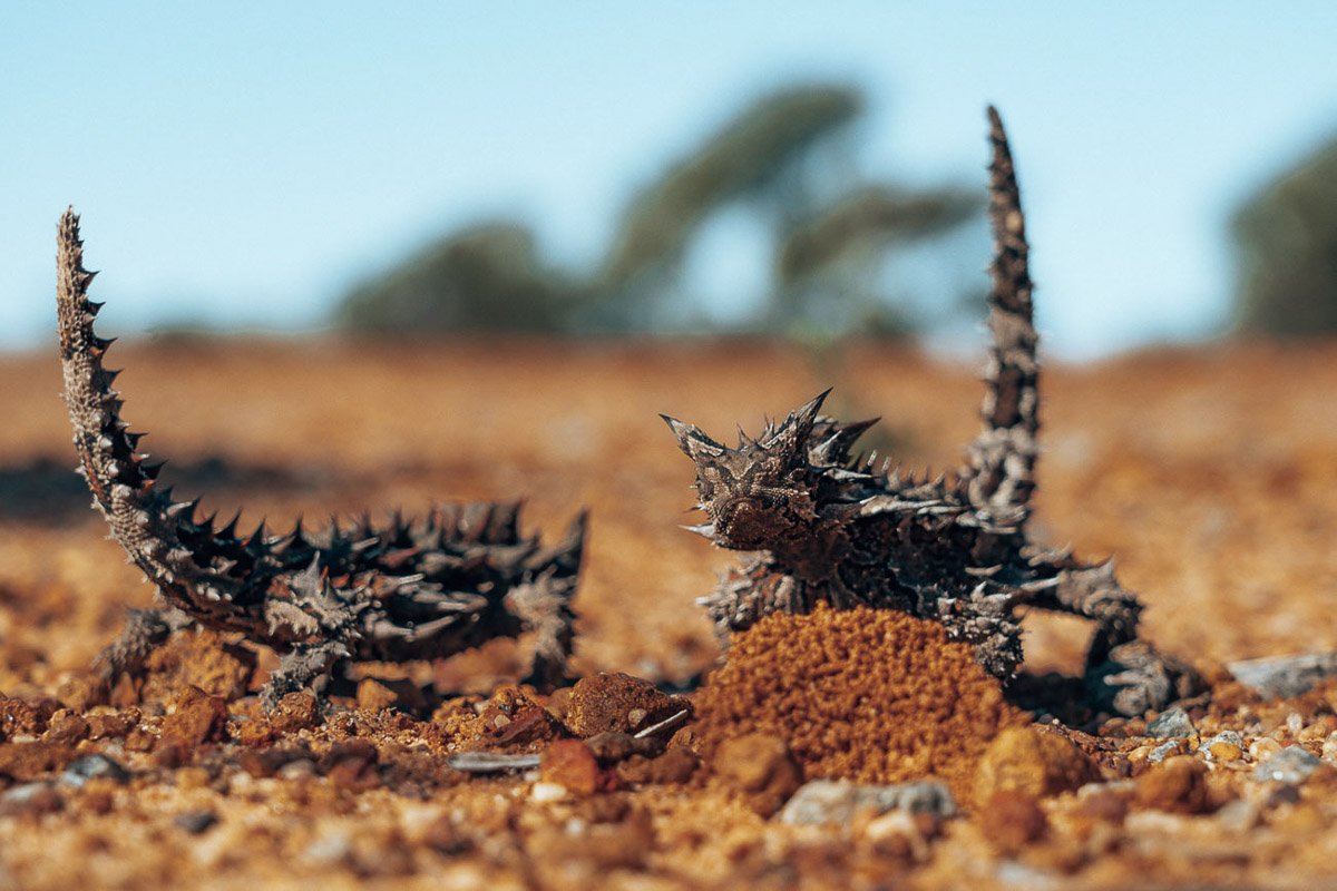 Kalbarri - Mountain Devil38- BLOGPOST- BLOGPOST