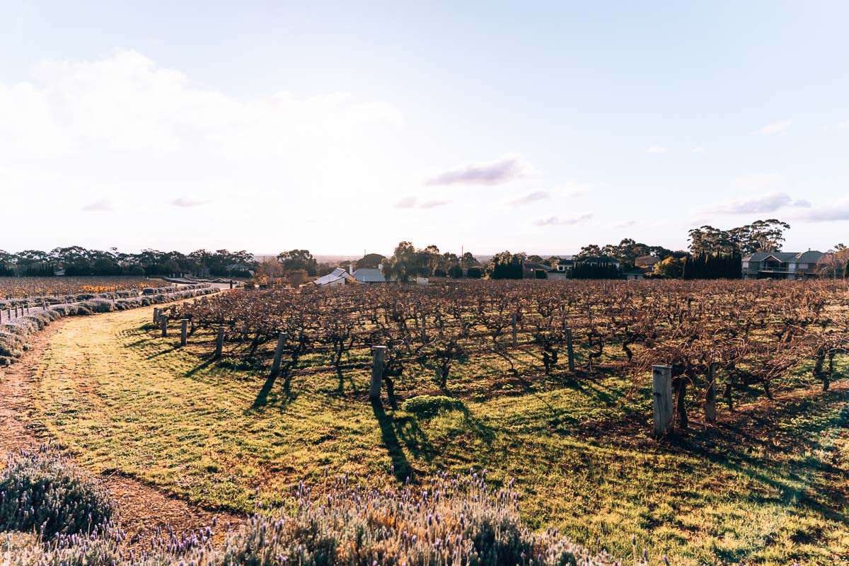Adelaide - Penfold Winery1- BLOGPOST