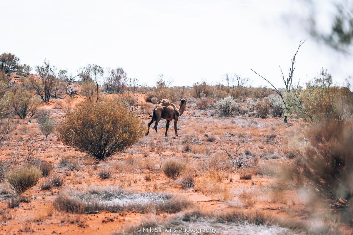 Camel on the road in Uluru10- BLOGPOST Camel on the road in Uluru10- BLOGPOST