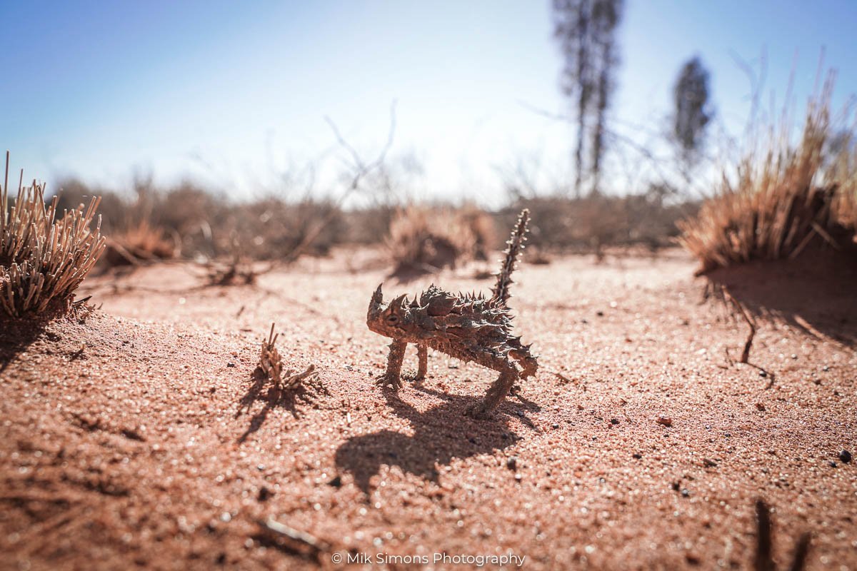 Kata Tjuta NP - Thorny Devil16- BLOGPOST Kata Tjuta NP - Thorny Devil16- BLOGPOST