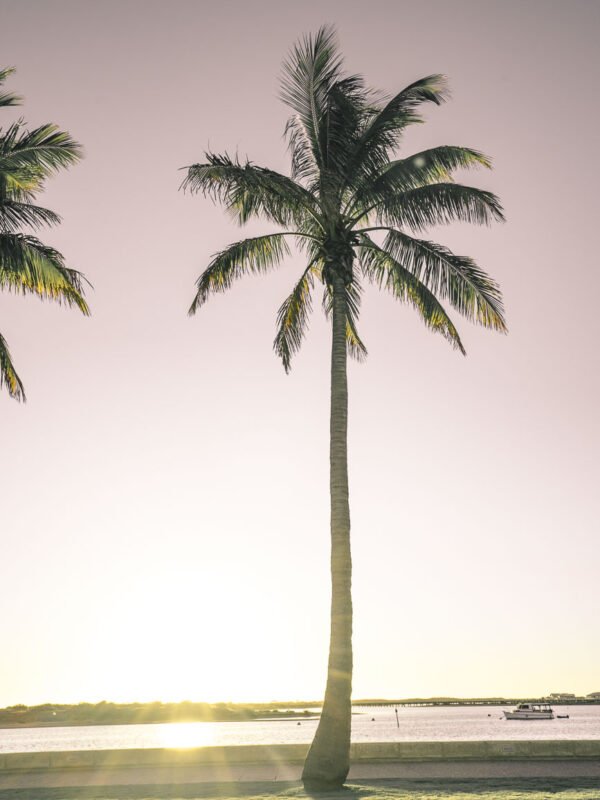 Carnarvon - Palmtrees13- BLOGPOST
