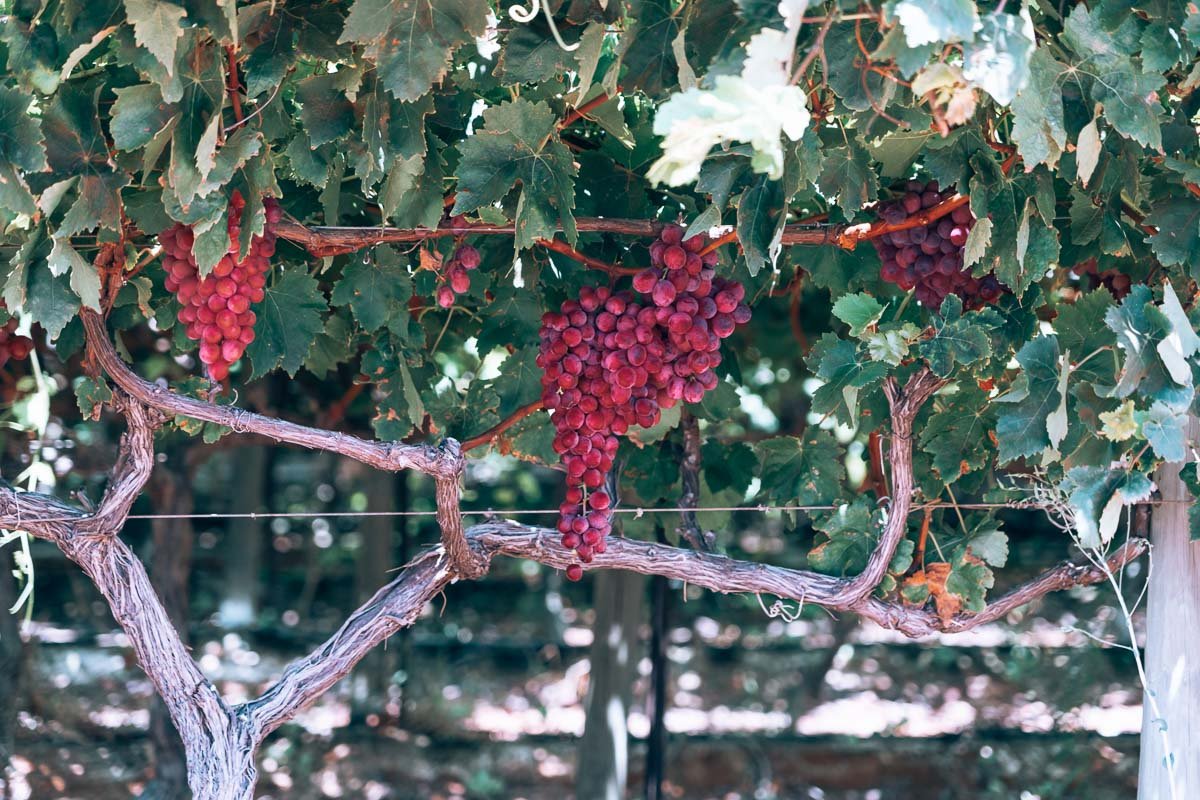Carnarvon - Red Grapes15- BLOGPOST-2