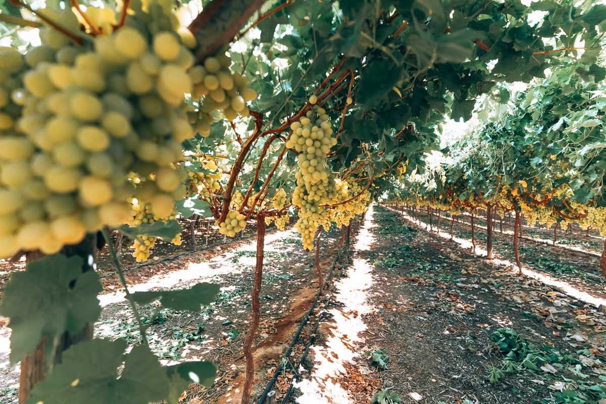 Carnarvon - White Grapes7- BLOGPOST