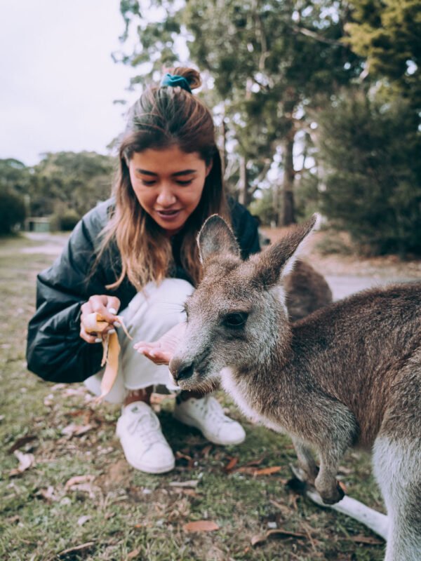Bushy Tail Caravan Park - Kangeroos23- BLOGPOST