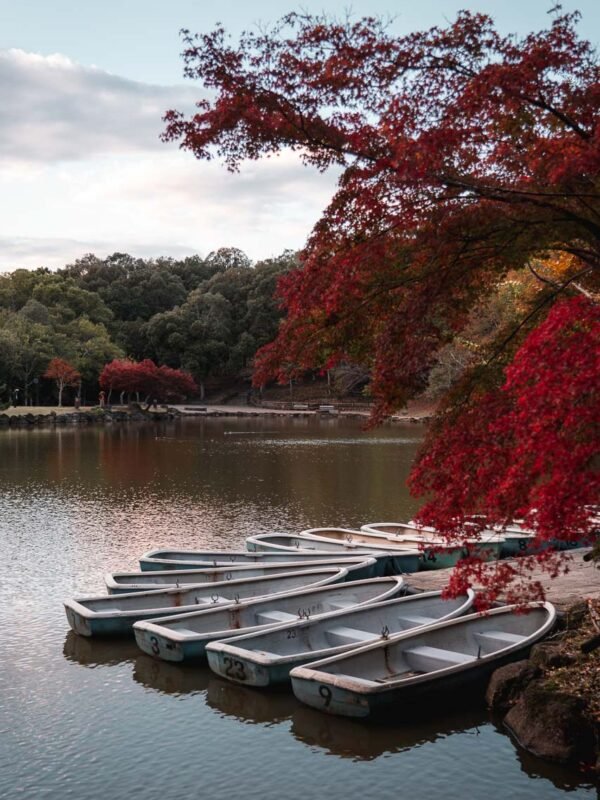 Japan - Nara Park - sunset-1 Japan - Nara Park - sunset-1