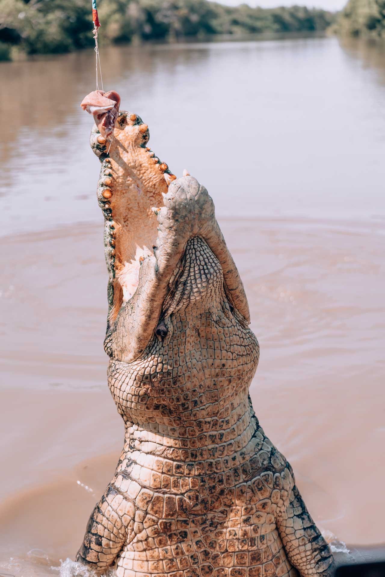Kakadu NP - Jumping Croc Tour 28- BLOGPOST HQ