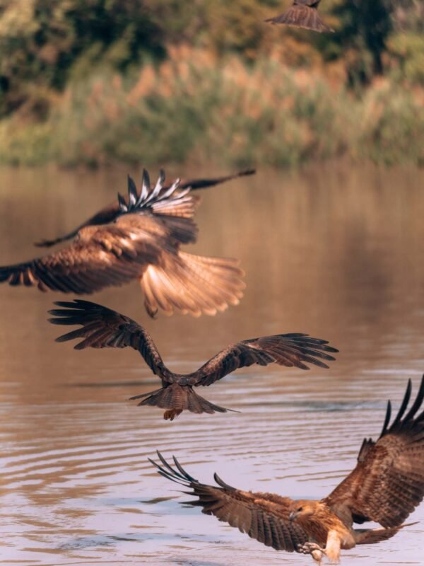 Kakadu NP - Jumping Croc Tour 37- BLOGPOST HQ