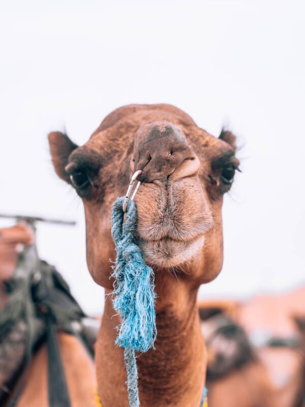 Sahara Desert Luxury Camp - Camel Ride54- BLOGPOST HQ Sahara Desert Luxury Camp - Camel Ride54- BLOGPOST HQ