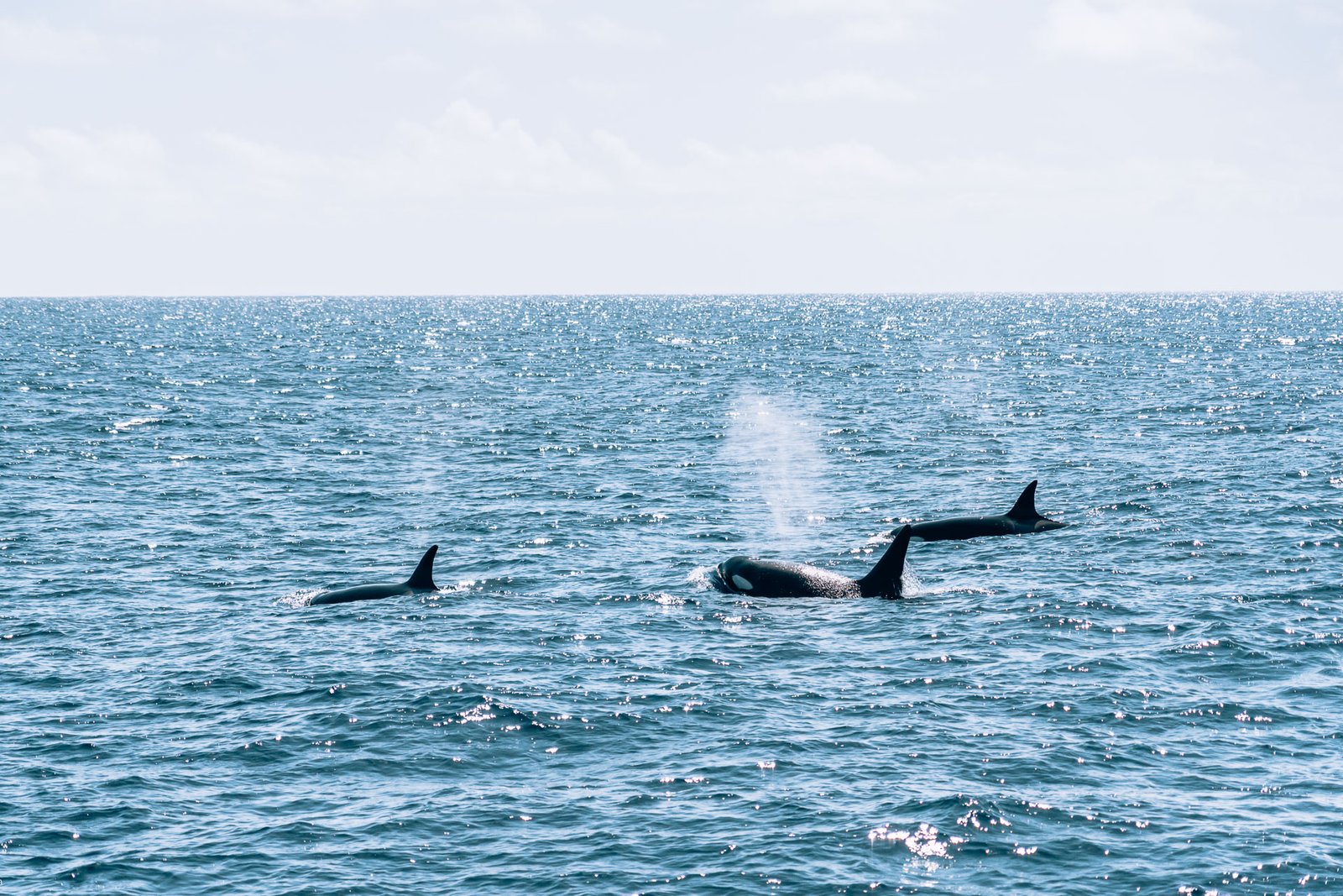 Whale Watch Western Australia229- BLOGPOST HQ