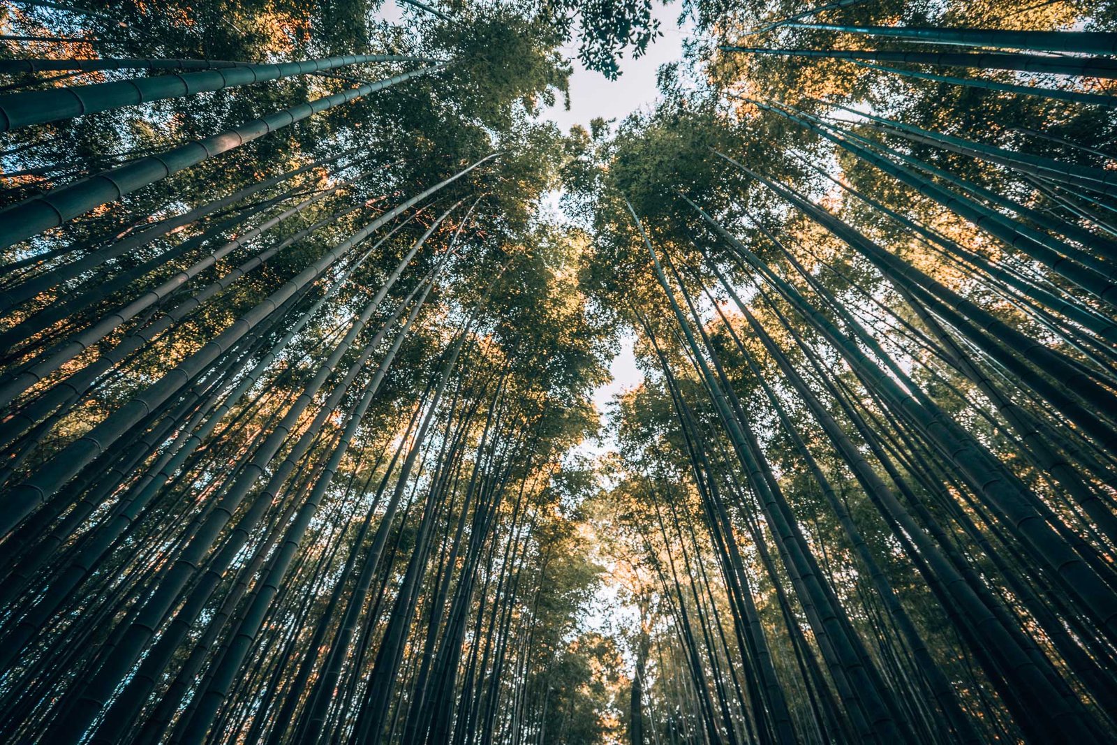 Kyoto - Bamboo Forest