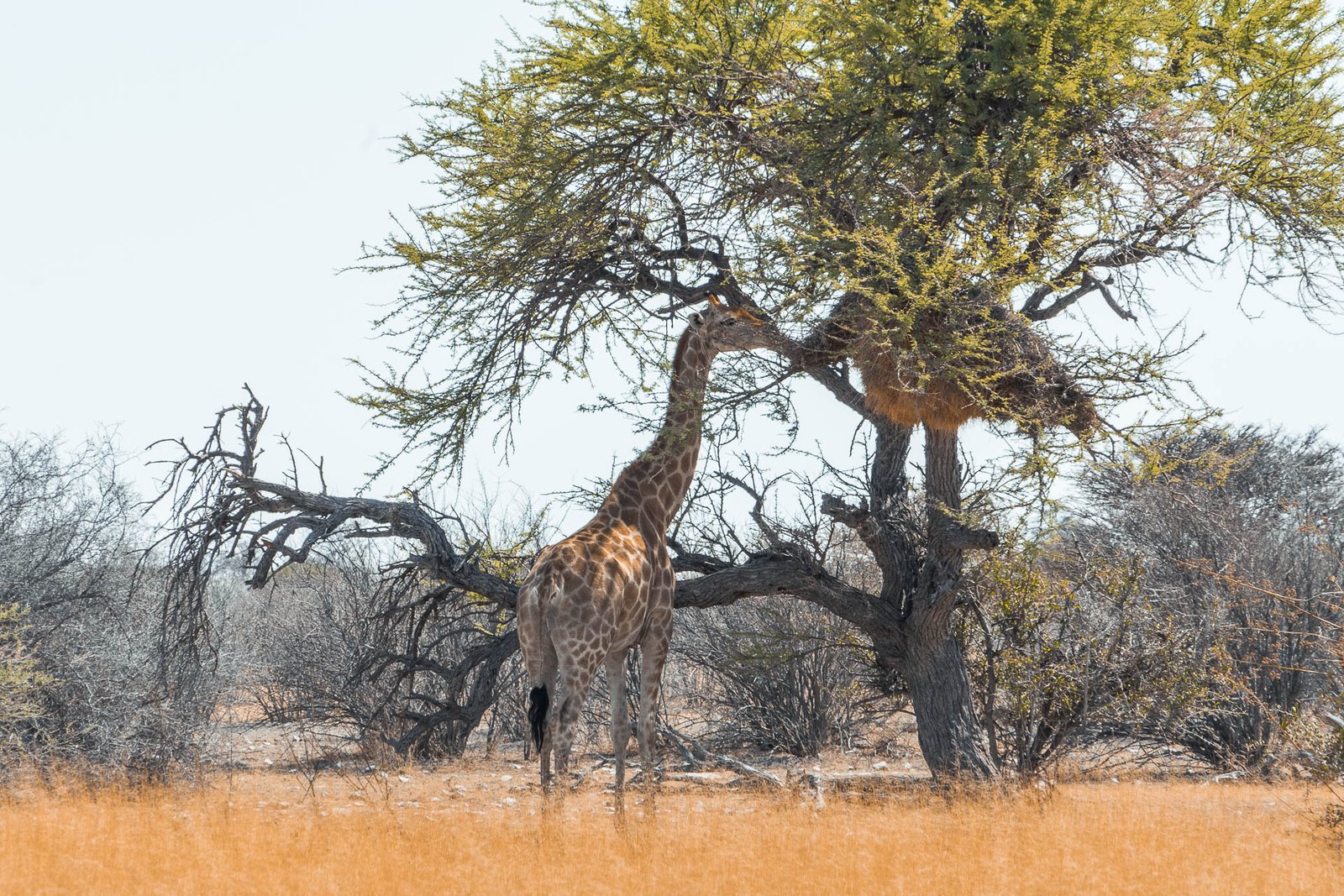 Self-drive Namibia Budget Self-drive Namibia Budget