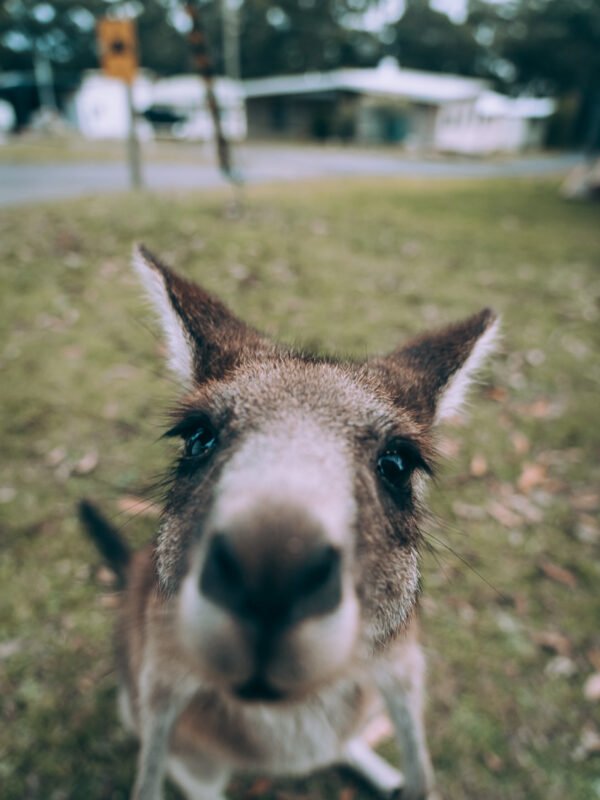 Bushy Tail Caravan Park - Kangeroos24- BLOGPOST Bushy Tail Caravan Park - Kangeroos24- BLOGPOST