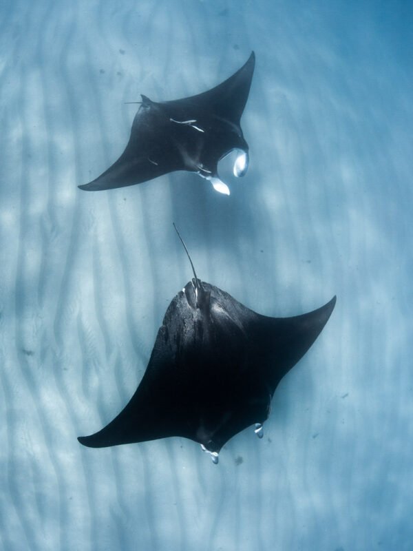 Coral Bay Manta Tour - BLOGPOST Coral Bay Manta Tour - BLOGPOST