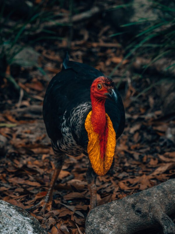 Daintree NP - Jungle & wildlife16- BLOGPOST HQ