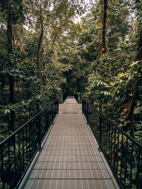Daintree NP - Jungle & wildlife3- BLOGPOST HQ