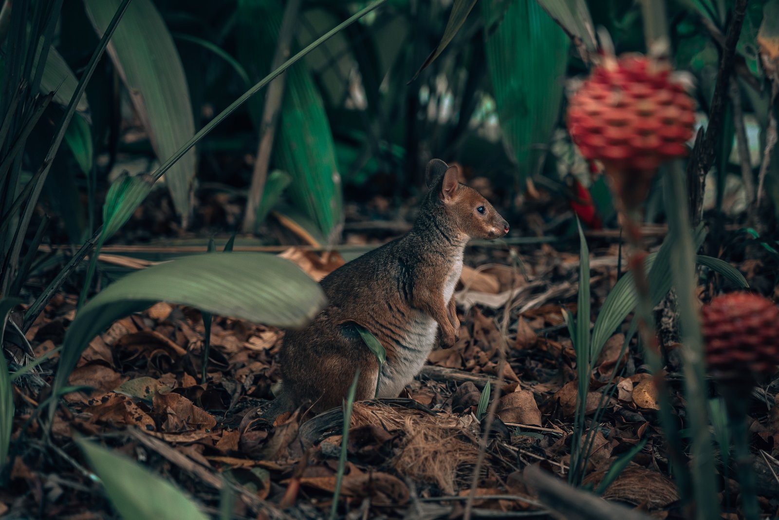 Daintree NP - wildlife6- BLOGPOST HQ