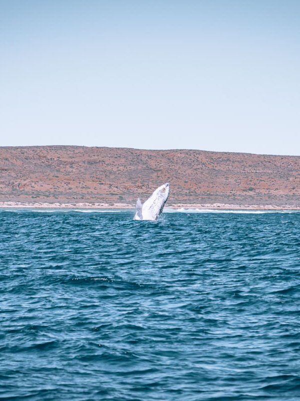 Exmouth - Humpback Whale Tour Ningaloo Discovery102- BLOGPOST Exmouth - Humpback Whale Tour Ningaloo Discovery102- BLOGPOST