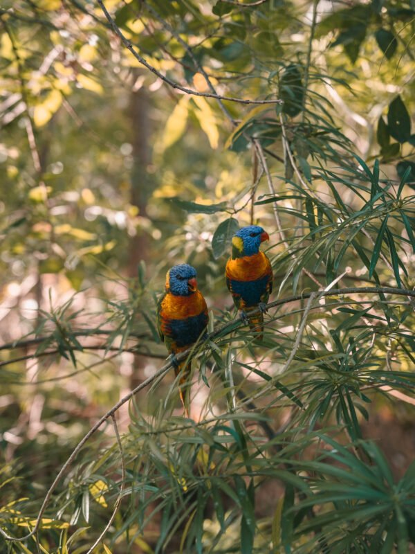 Magnetic Island - Lorikeet Parrot feeding29- BLOGPOST HQ