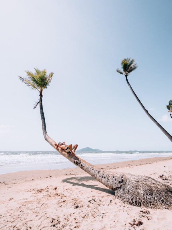 Mission Beach - Hanging Palmtree 394- BLOGPOST HQ