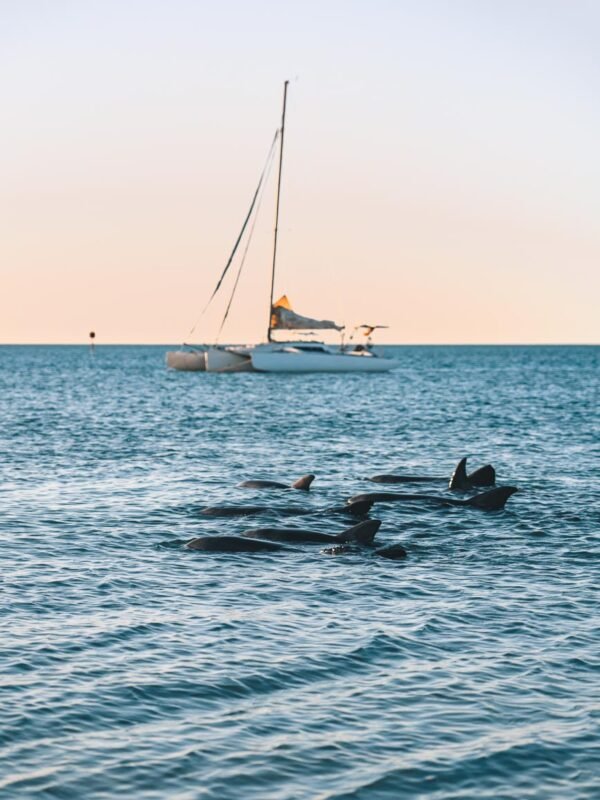 Monkey Mia - Sunset dolphins22- BLOGPOST Monkey Mia - Sunset dolphins22- BLOGPOST