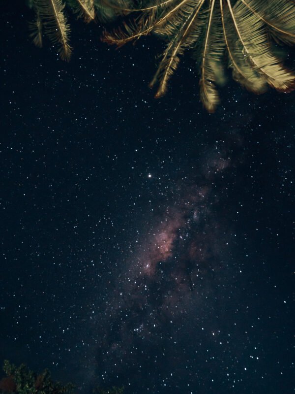 - Daintree NP19- BLOGPOST HQ