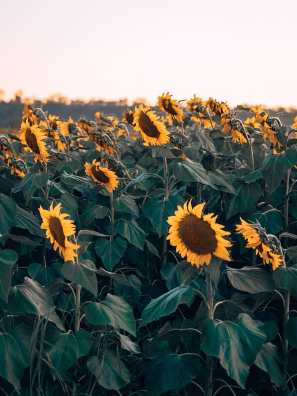 Sunflower fields - Cambooya177- BLOGPOST HQ Sunflower fields - Cambooya177- BLOGPOST HQ