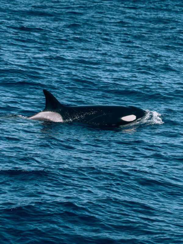 Whale Watch Western Australia146- BLOGPOST HQ Whale Watch Western Australia146- BLOGPOST HQ