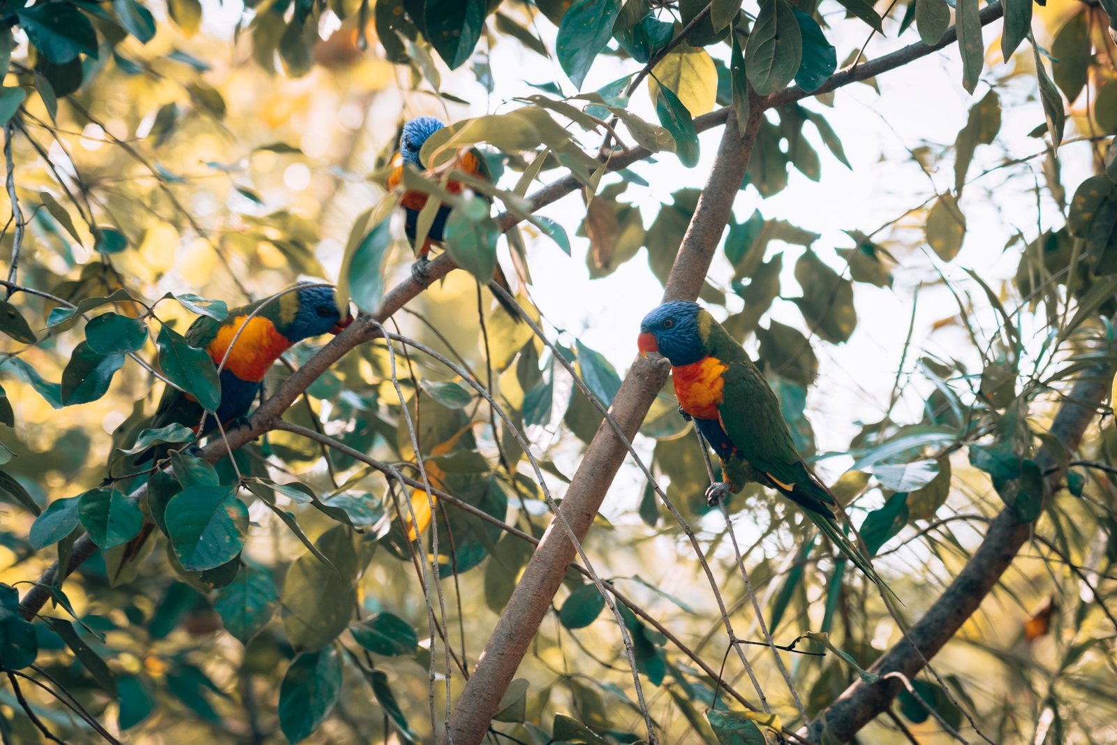 Magnetic Island - Lorikeet Parrot feeding18- BLOGPOST HQ