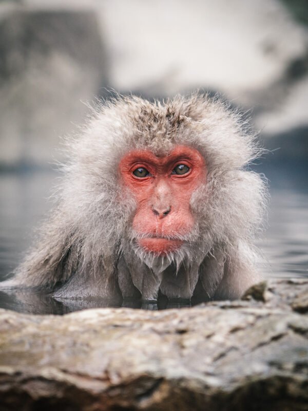 Chubu - Snow Monkey Park206- BLOGPOST HQ Chubu - Snow Monkey Park206- BLOGPOST HQ